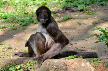 Closeup variegated spider monkeys (Ateles hybridus marimonda) with his characteristic blue eyes and sitting on ground