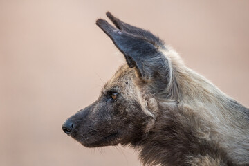 Horizontal cropped side view color image of an African wild dog, looking intently with shallow depth of field.