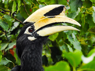 A close-up shot of oriental pied hornbill, Anthracoceros albirostris, in the forest eating seed off the trees.Two other common names for this species are Sunda pied and Malaysian pied hornbill.