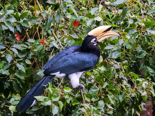 A close-up shot of oriental pied hornbill, Anthracoceros albirostris, in the forest eating seed off the trees.Two other common names for this species are Sunda pied and Malaysian pied hornbill. - obrazy, fototapety, plakaty