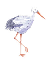 Watercolor illustration of stork. Hand-drawn illustration isolated on the white background