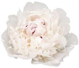 White  peony  flower  on white isolated background with clipping path. Closeup. For design. Nature.