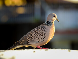 The spotted dove (Spilopelia chinensis) is a small and somewhat long-tailed pigeon of Indian subcontinent.
