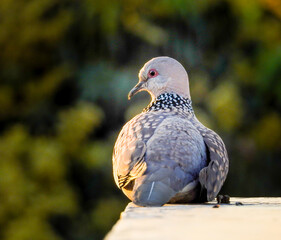 The spotted dove (Spilopelia chinensis) is a small and somewhat long-tailed pigeon of Indian subcontinent.