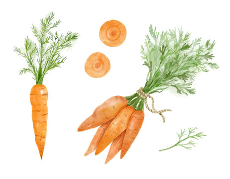 Set of bunch ripe carrots. Watercolor bright hand-drawn illustration isolated on the white background.