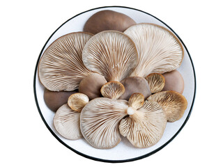 Several Pleurotus mushrooms lie on a round plate. An isolated object. The idea of cooking dishes from wild, forest mushrooms. High quality photo