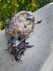 Naklejka na ściany i meble A dead bulbul bird (Pycnonotus goiavier).