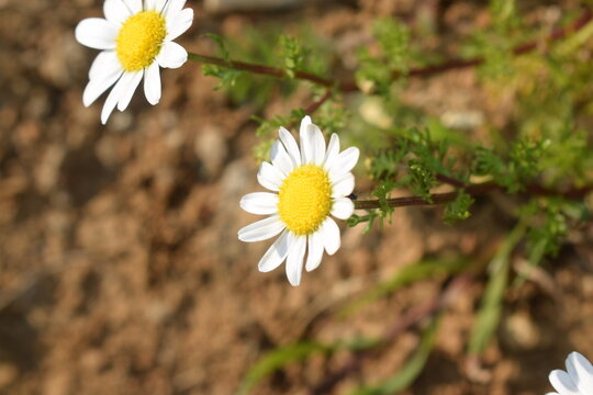 Anacyclus clavata also known as Camomilla tomentosa, Pusteni targok, vit bertram, white anacyclus