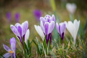 Fototapeta premium Crocus flowers in the field on the sunny day