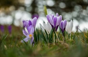 Crocus flowers in the field on the sunny day