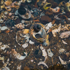 Seashells in the water