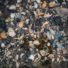 shells on the beach
