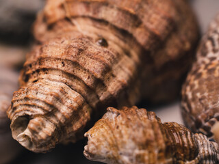 Close up of a seashell