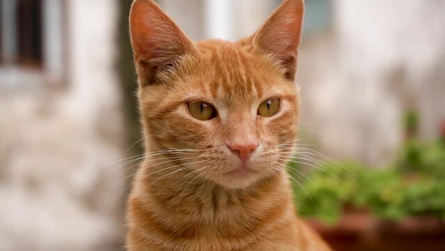 Close-up of orange cat with beautiful eyes. Feline look concept