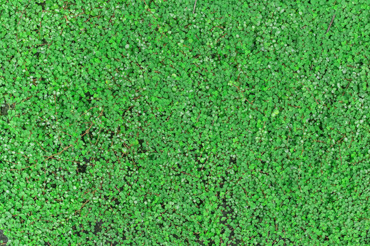 Roundleaf Imagens – Procure 238 fotos, vetores e vídeos | Adobe Stock