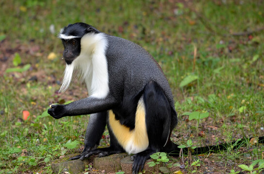 Black and white diana monkey of Roloway (Cercopithecus diana) seated on ground