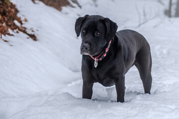 Labrador retriever playful in snow