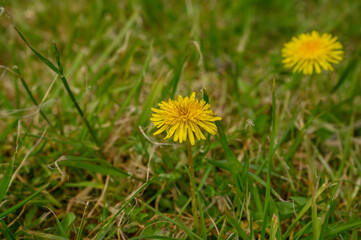 close-up of a yellow wild flower in the foreground and a second one in the back out of focus, among the grass, first spring flowers