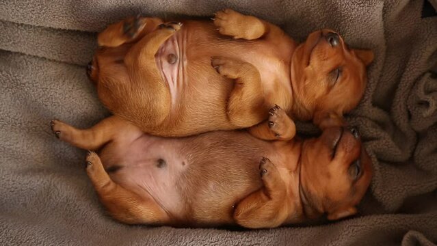 Newborn puppies lie tummies up. Puppies are fast asleep. The cubs of the animal