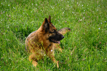 German shepherd dog lying on the grass like a sphinx, relaxed, with his mouth ajar and his tongue hanging out, ears erect and with a calm and confident air, in the fresh spring grass, looking to the r