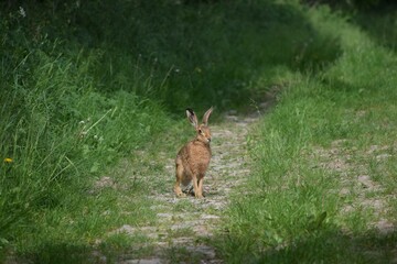 a Rabbit assesses the Situation