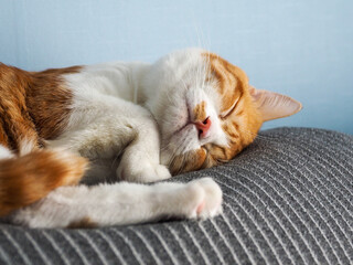 orange cat sleeping comfortably on clean cloth blue background