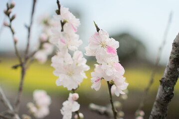 春を迎えたダンリュウの桜