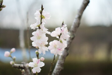 白ピンクの綺麗なダンリュウの桜花