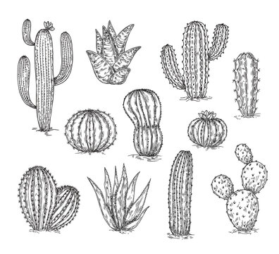 Sketch cacti collection. Cactus drawing, ink succulent botanical design. Engraving black desert plants, pencil floral neoteric vector elements