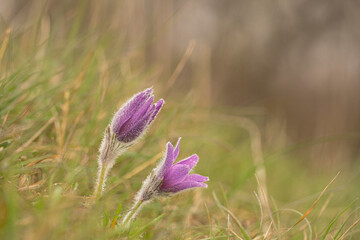 pasque flower, Pulsatilla vulgaris,mid spring on a Heartfordshire hillside