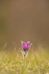 pasque flower, Pulsatilla vulgaris,mid spring on a Heartfordshire hillside