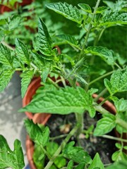 tomatoes in the garden
