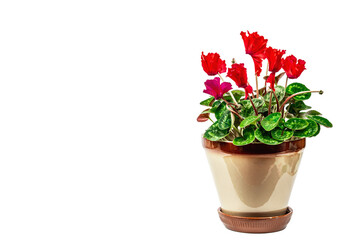 Cyclamen in a plant pot isolated on white background. Red flowering houseplant
