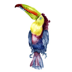 Toucan exotic tropical bird watercolor illustration on white © Ekaterina Lanbina