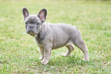 Close-up portrait of french bulldog puppy