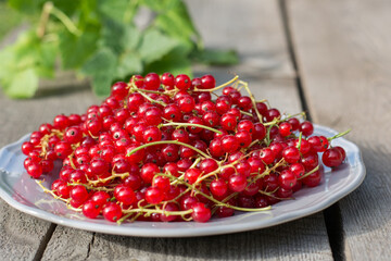 Fresh home grown organic red currant on gray plate on wooden board. Close up.