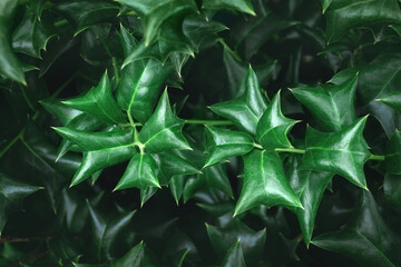 Abstract green leaf background, texture of tree foliage, closeup. Ilex cornuta bush, natural...