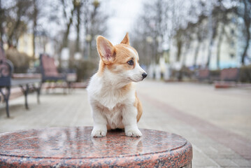 Corgi puppy portrait
