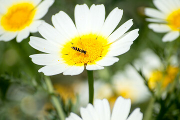 Campo de margaritas en primavera