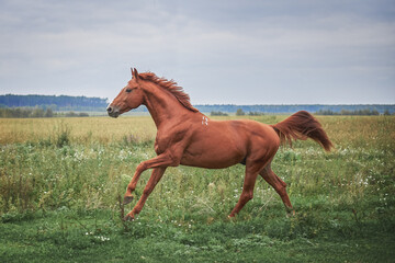 A beautiful red stallion runs across the field with a graceful gallop