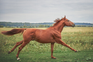 Beautiful red stallion runs across the field