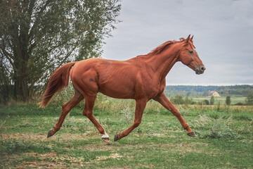 Fototapeta premium A beautiful red stallion runs across the field with a graceful gallop