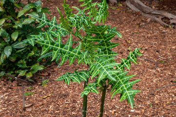 Sydney Australia, unusual shaped leaves of a acanthus eminens plant