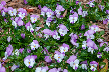 Sydney Australia, flowerbed of white and mauve pansies
