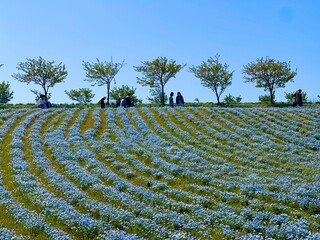 vineyard
poppy flowers in the field
field of poppies
Nemophila
baby blue eyes
blue sky 
park 
tree 
green 
riverside 
maishima 
ネモフィラ
青空
空
緑
花
舞洲