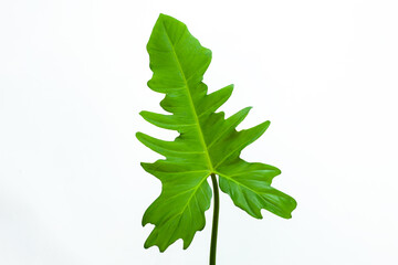Beautiful Tropical leaf isolated on white background, Flat lay.