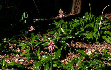 Sydney Australia, flowerbed of pink veltheimia bracteata's with shiny leaves
