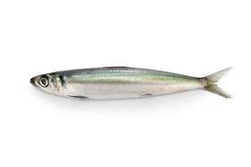 Japanese round herring  isolated on white background