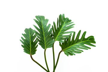 leaves of fern isolated on white background for design elements, tropical leaf.