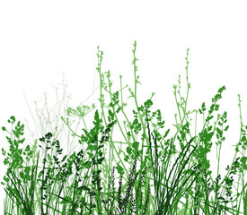 Green Grass With Flowers Isolated On White Background, Vector Illustration